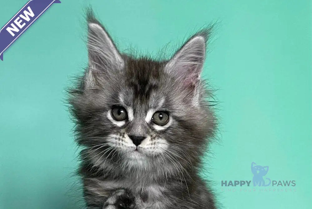 Hazel Maine Coon female black silver tabby live animals