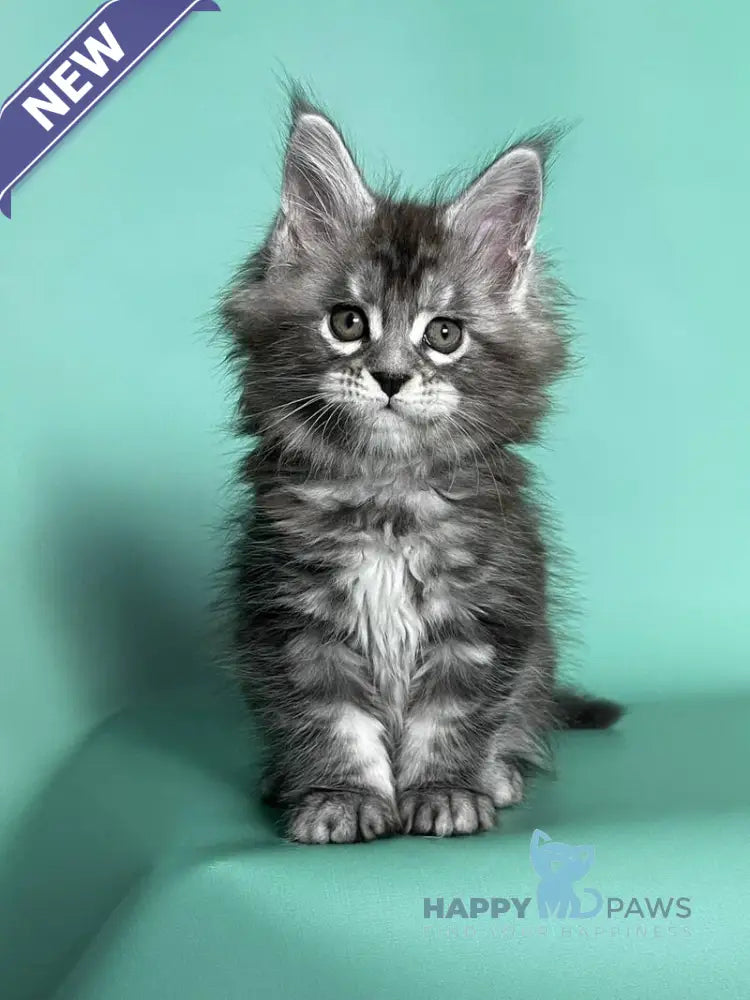 Hazel Maine Coon female black silver tabby live animals