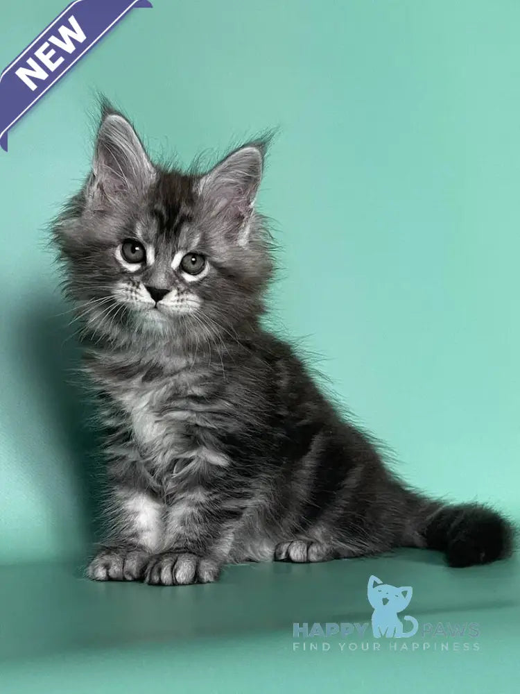 Hazel Maine Coon female black silver tabby live animals