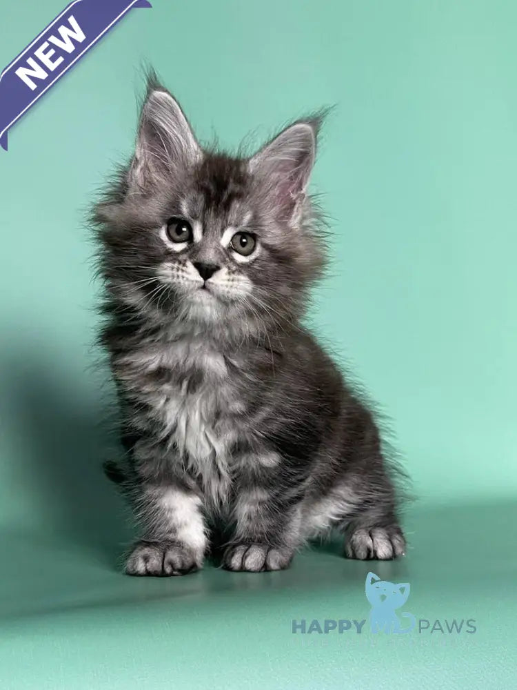 Hazel Maine Coon female black silver tabby live animals