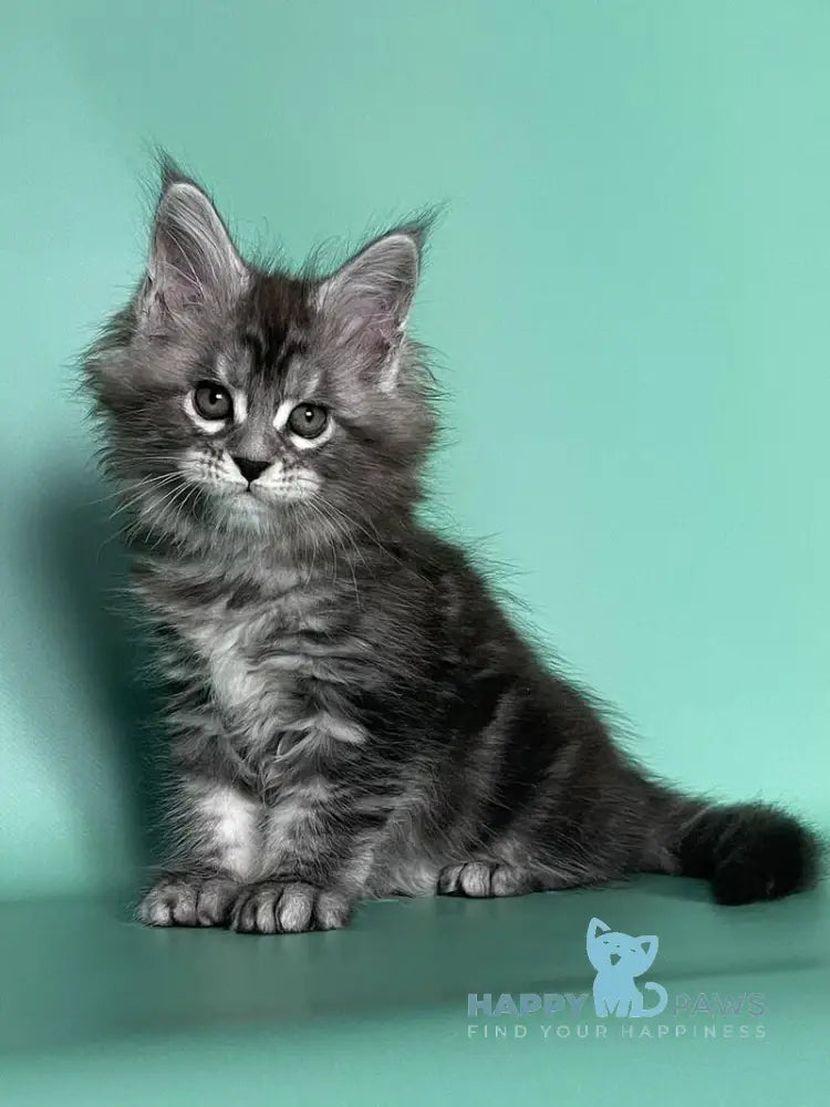 Hazel Maine Coon female black silver tabby live animals