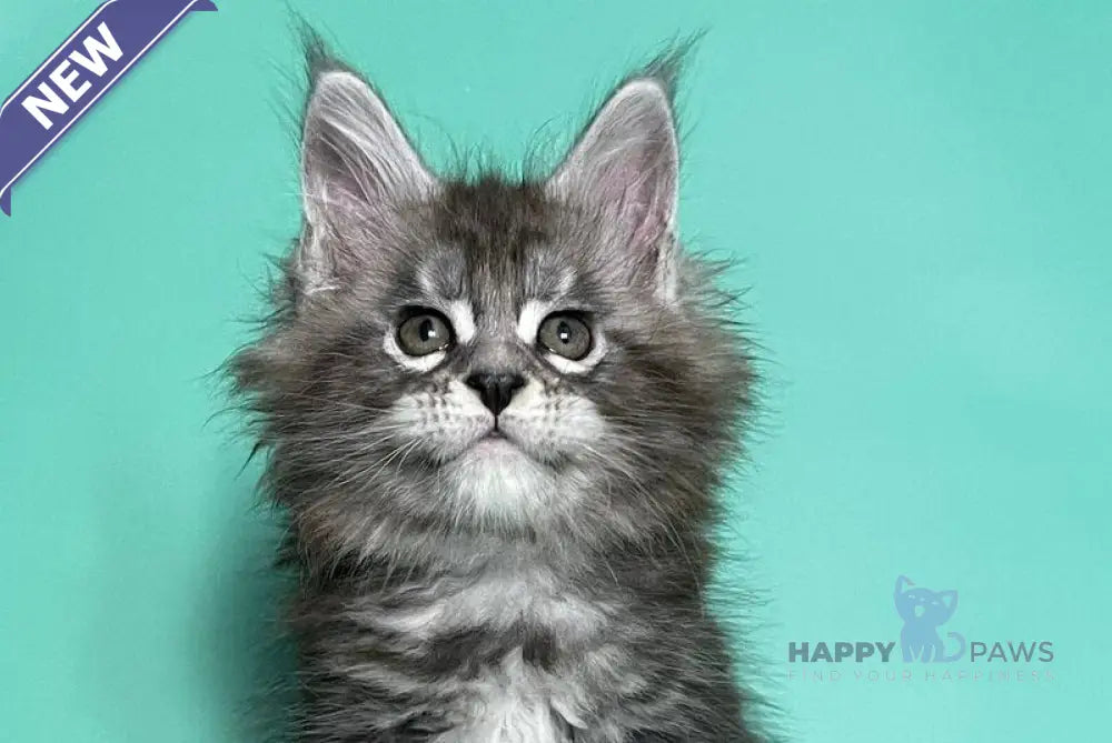 Hazel Maine Coon female black silver tabby live animals