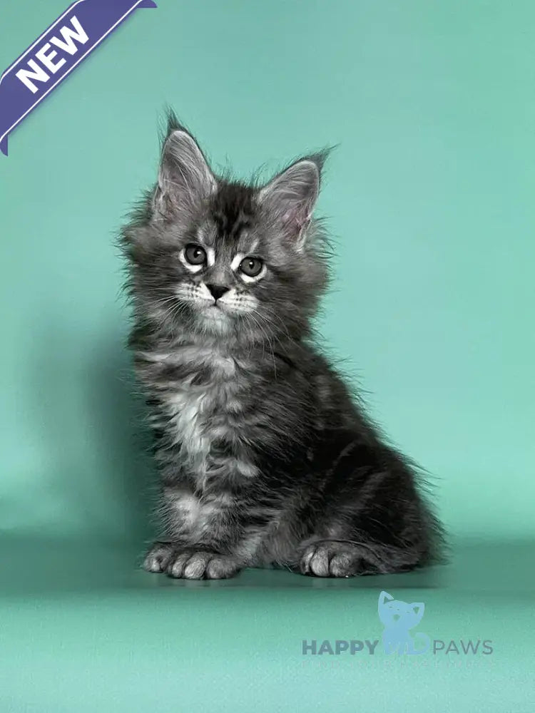 Hazel Maine Coon female black silver tabby live animals