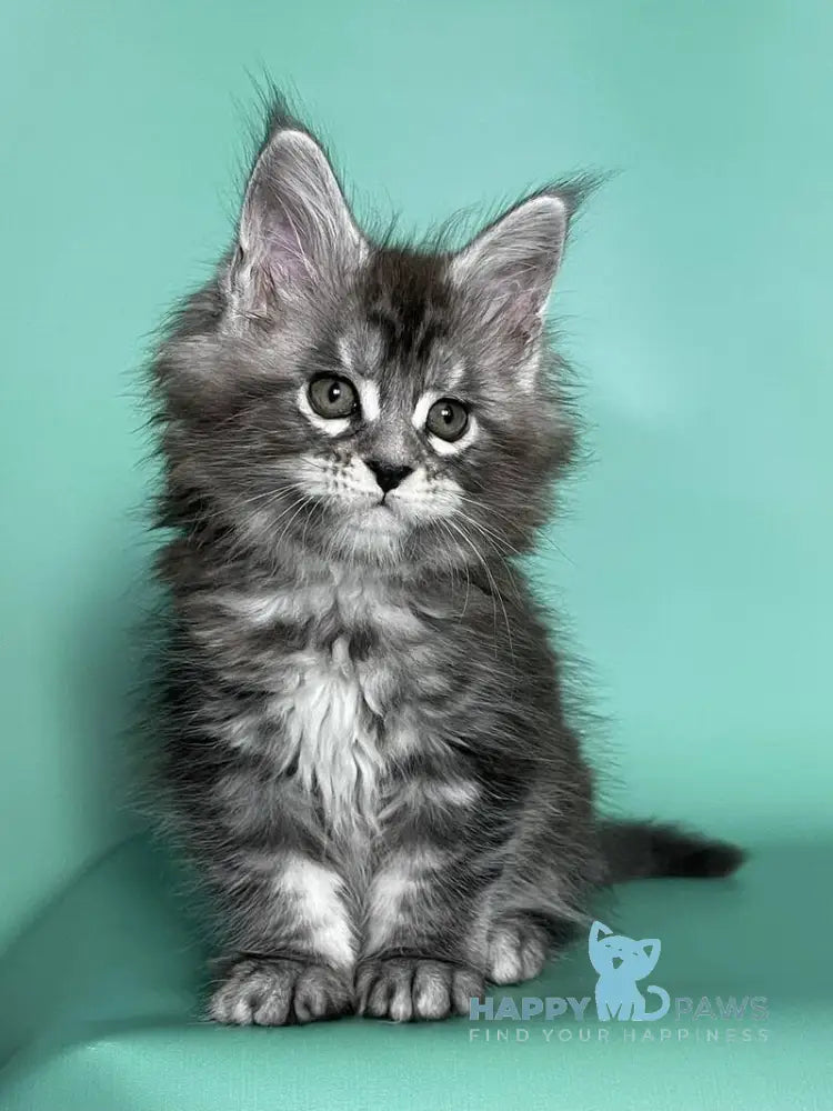 Hazel Maine Coon female black silver tabby live animals