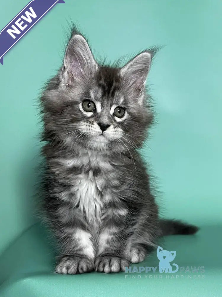 Hazel Maine Coon female black silver tabby live animals
