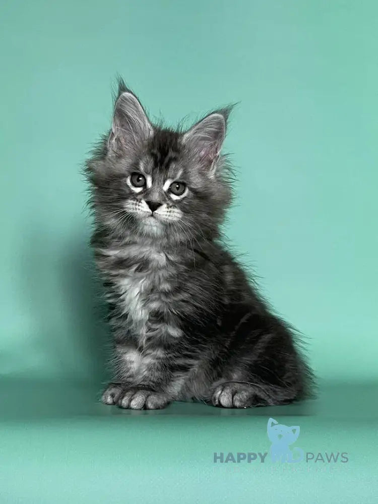 Hazel Maine Coon female black silver tabby live animals