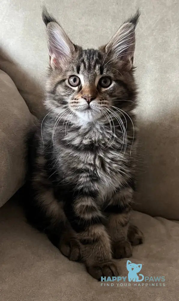 Hazel Maine Coon female black tabby live animals