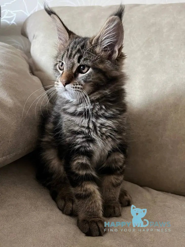 Hazel Maine Coon female black tabby live animals
