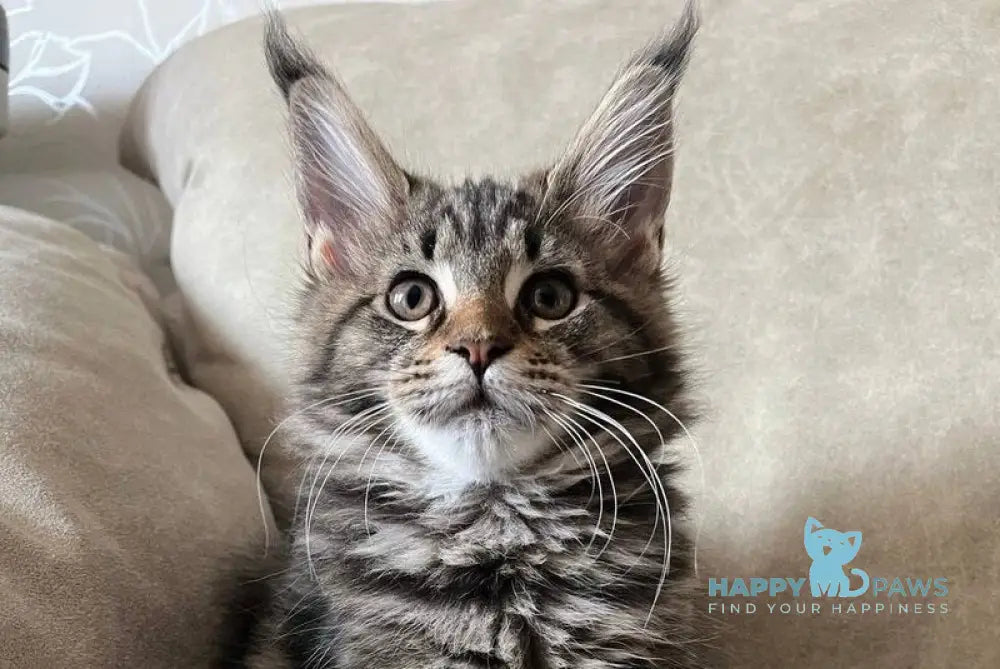 Hazel Maine Coon female black tabby live animals