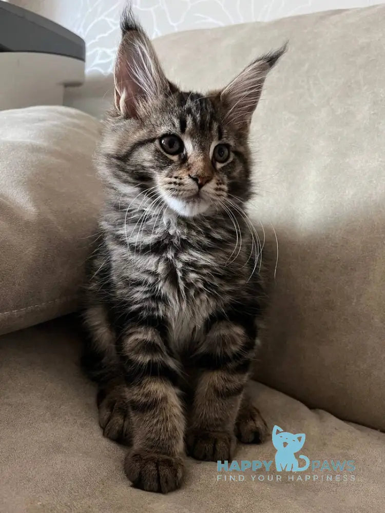 Hazel Maine Coon female black tabby live animals