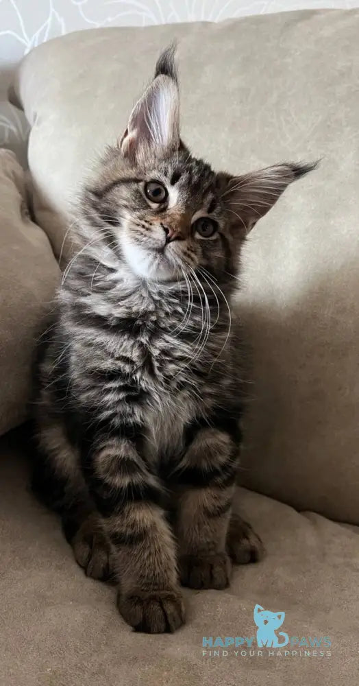 Hazel Maine Coon female black tabby live animals