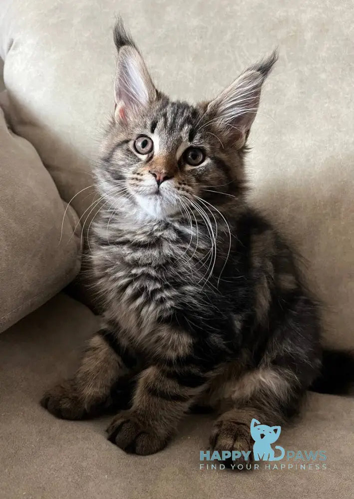 Hazel Maine Coon female black tabby live animals