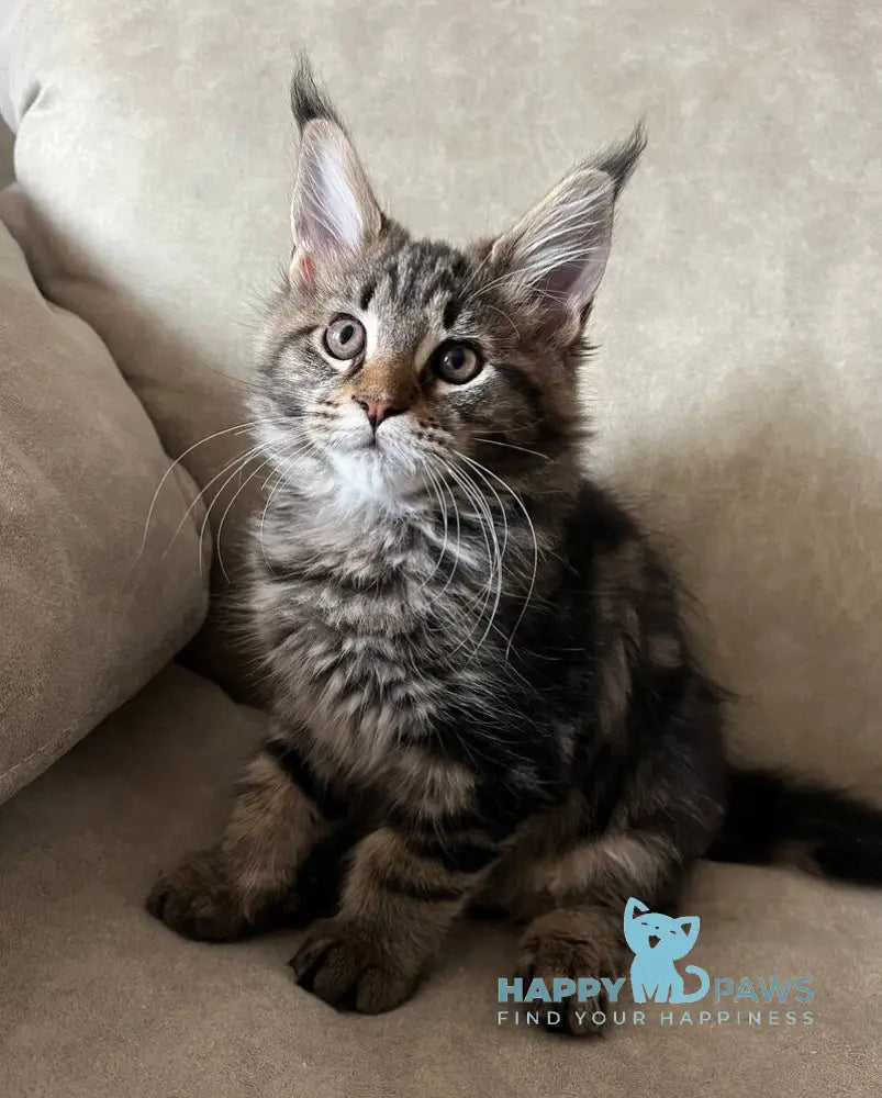 Hazel Maine Coon female black tabby live animals