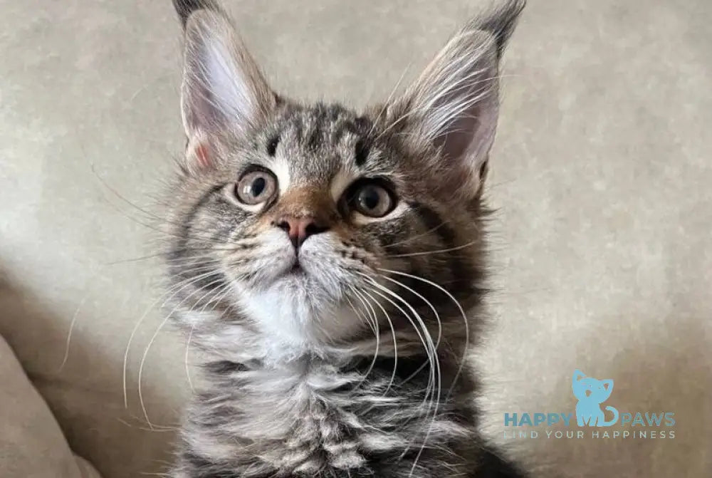 Hazel Maine Coon female black tabby live animals