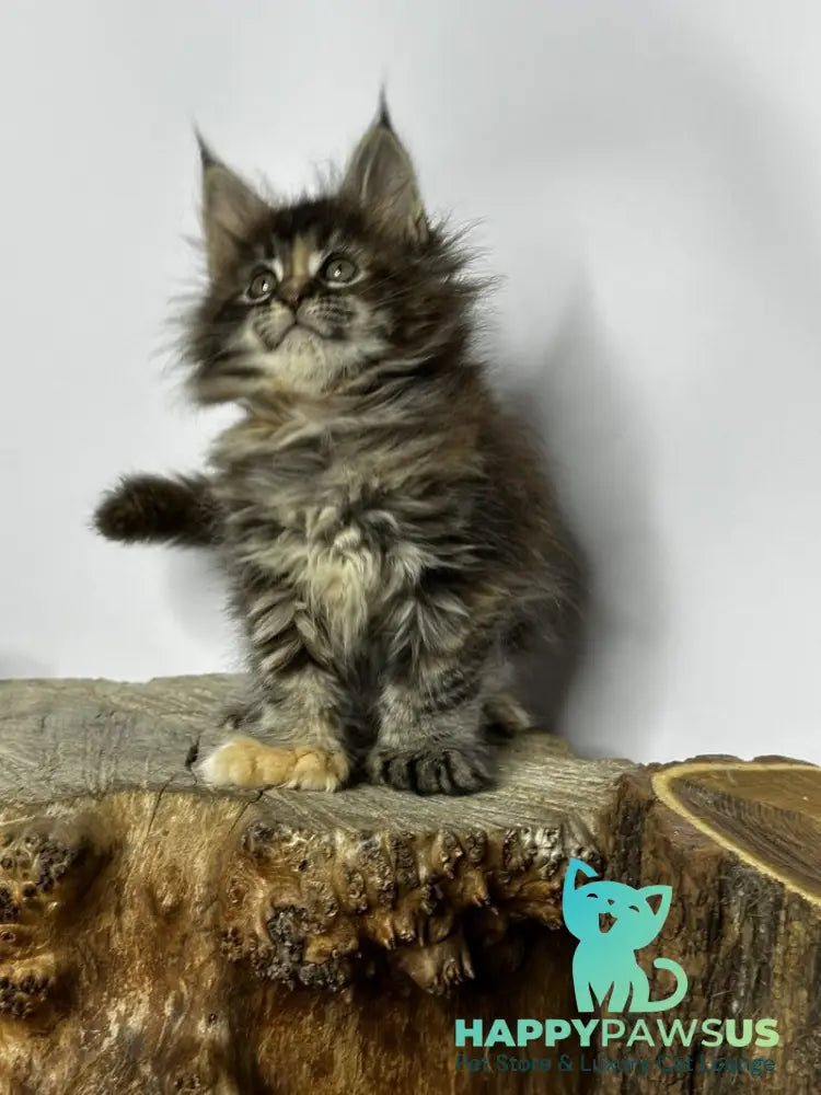 Hazel Maine Coon polydactyl female black tortie - live animals