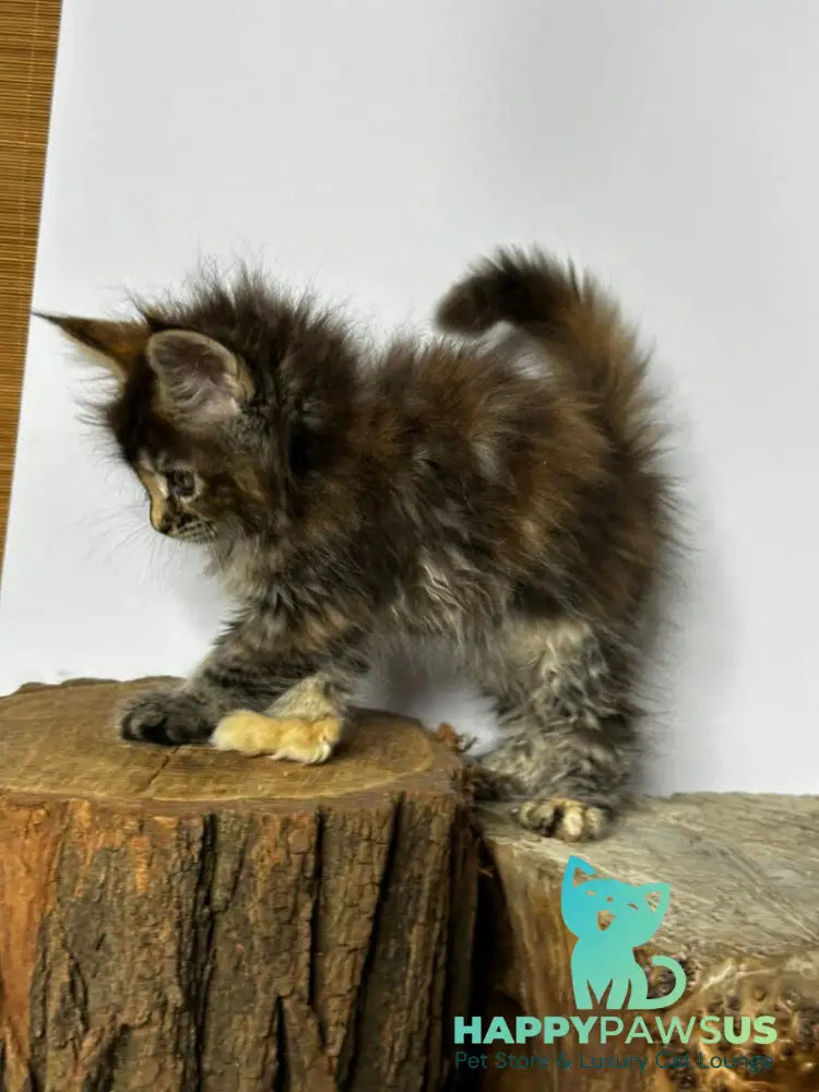 Hazel Maine Coon polydactyl female black tortie - live animals
