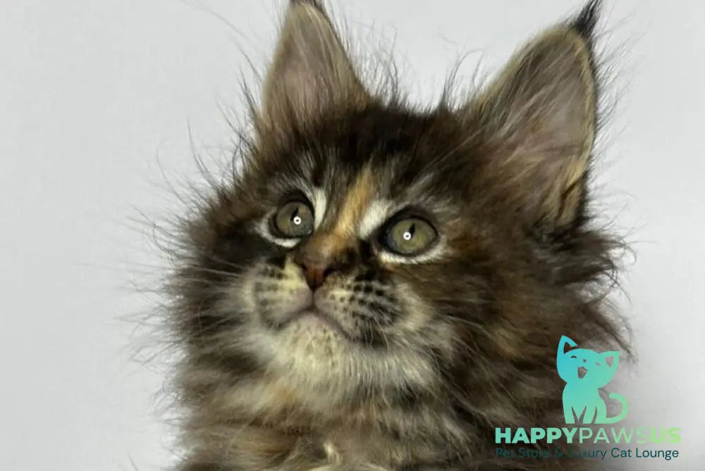 Hazel Maine Coon polydactyl female black tortie - live animals