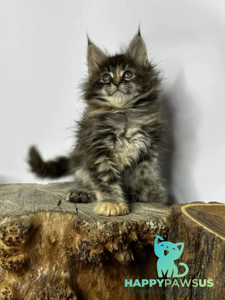 Hazel Maine Coon polydactyl female black tortie - live animals