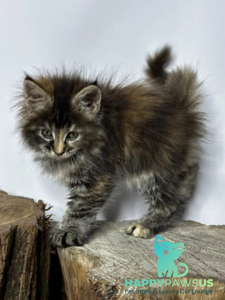 Hazel Maine Coon polydactyl female black tortie - live animals