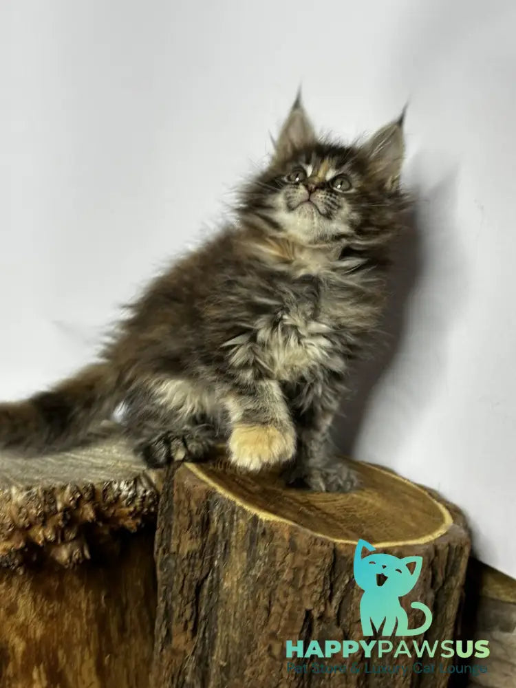 Hazel Maine Coon polydactyl female black tortie - live animals
