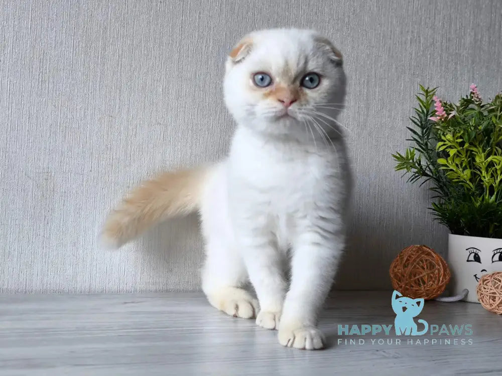 Heart Scottish Fold male red pointed live animals