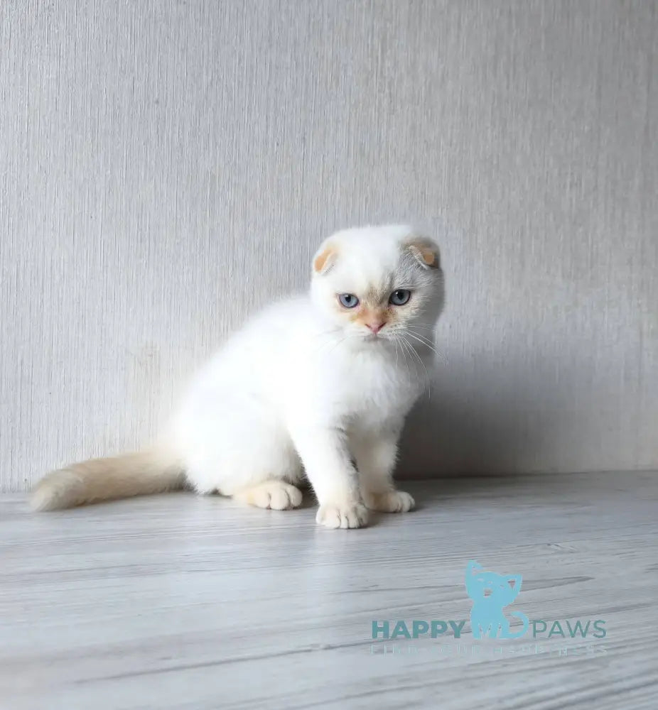 Heart Scottish Fold male red pointed live animals