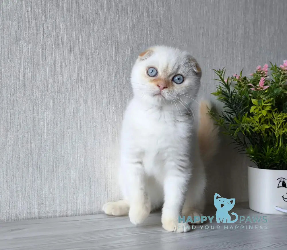 Heart Scottish Fold male red pointed live animals
