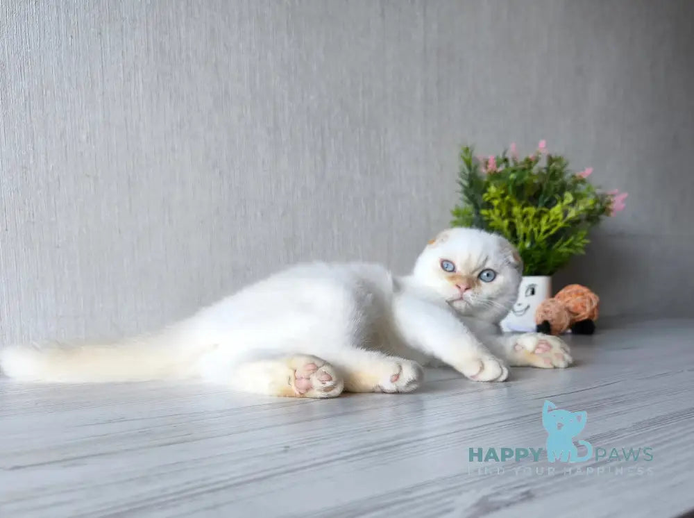 Heart Scottish Fold male red pointed live animals
