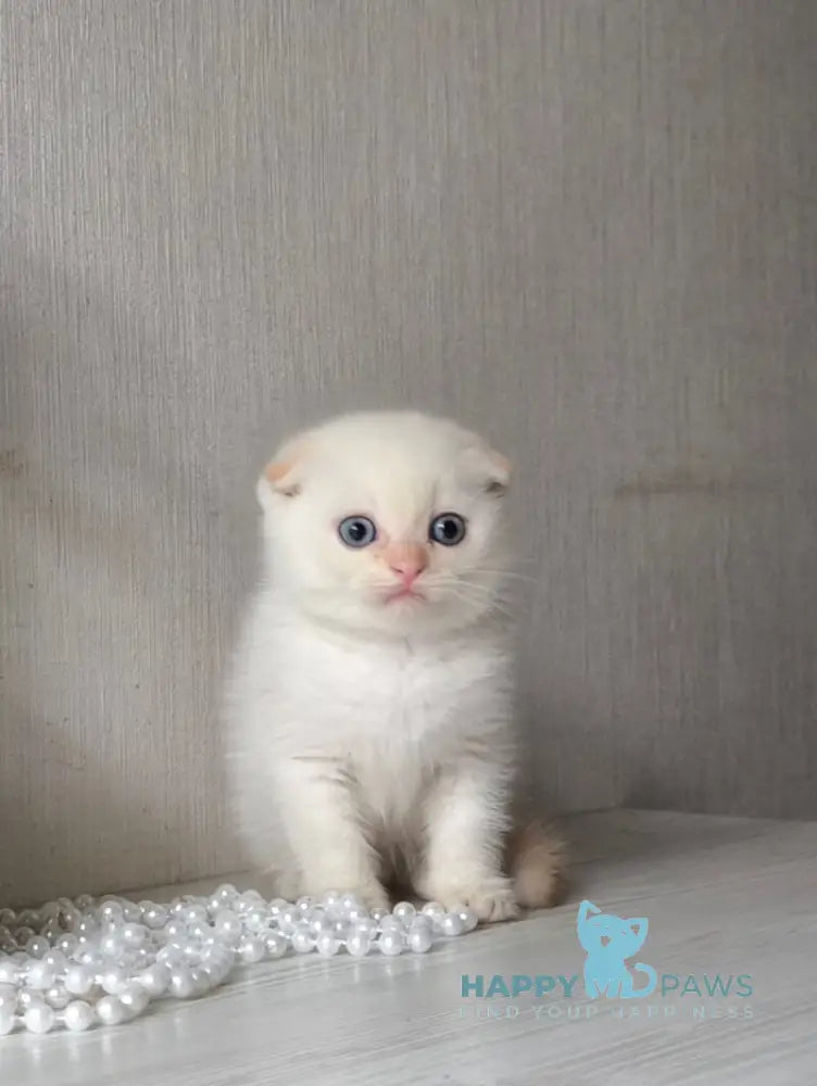 Heart Scottish Fold male red pointed live animals