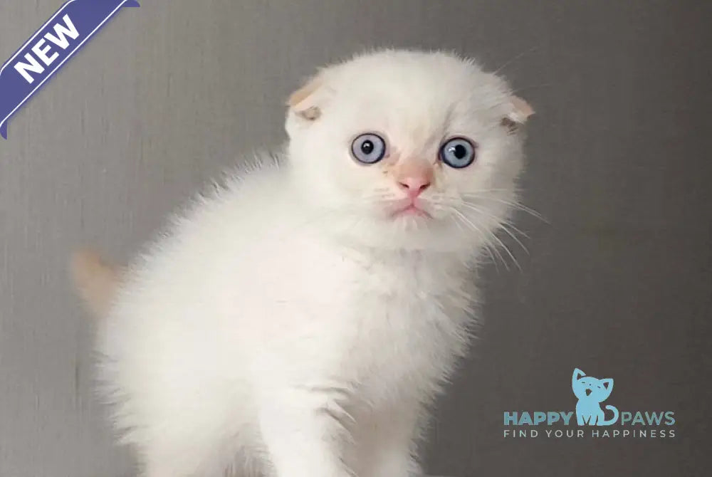 Heart Scottish Fold male red pointed live animals