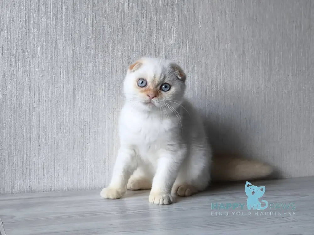 Heart Scottish Fold male red pointed live animals