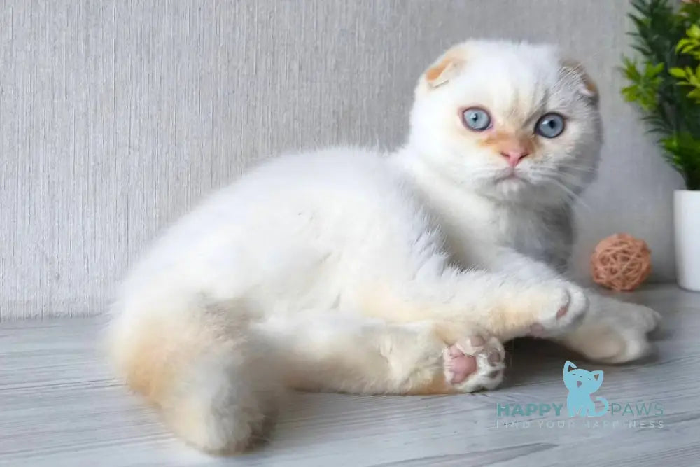 Heart Scottish Fold male red pointed live animals