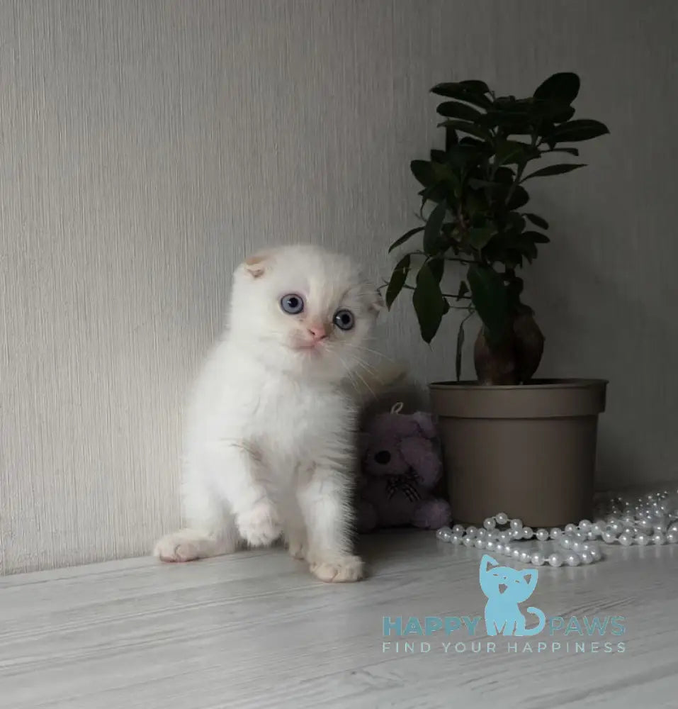 Heart Scottish Fold male red pointed live animals