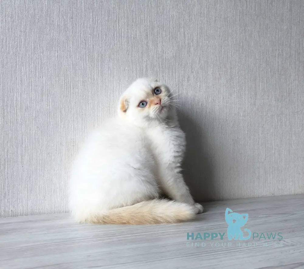 Heart Scottish Fold male red pointed live animals