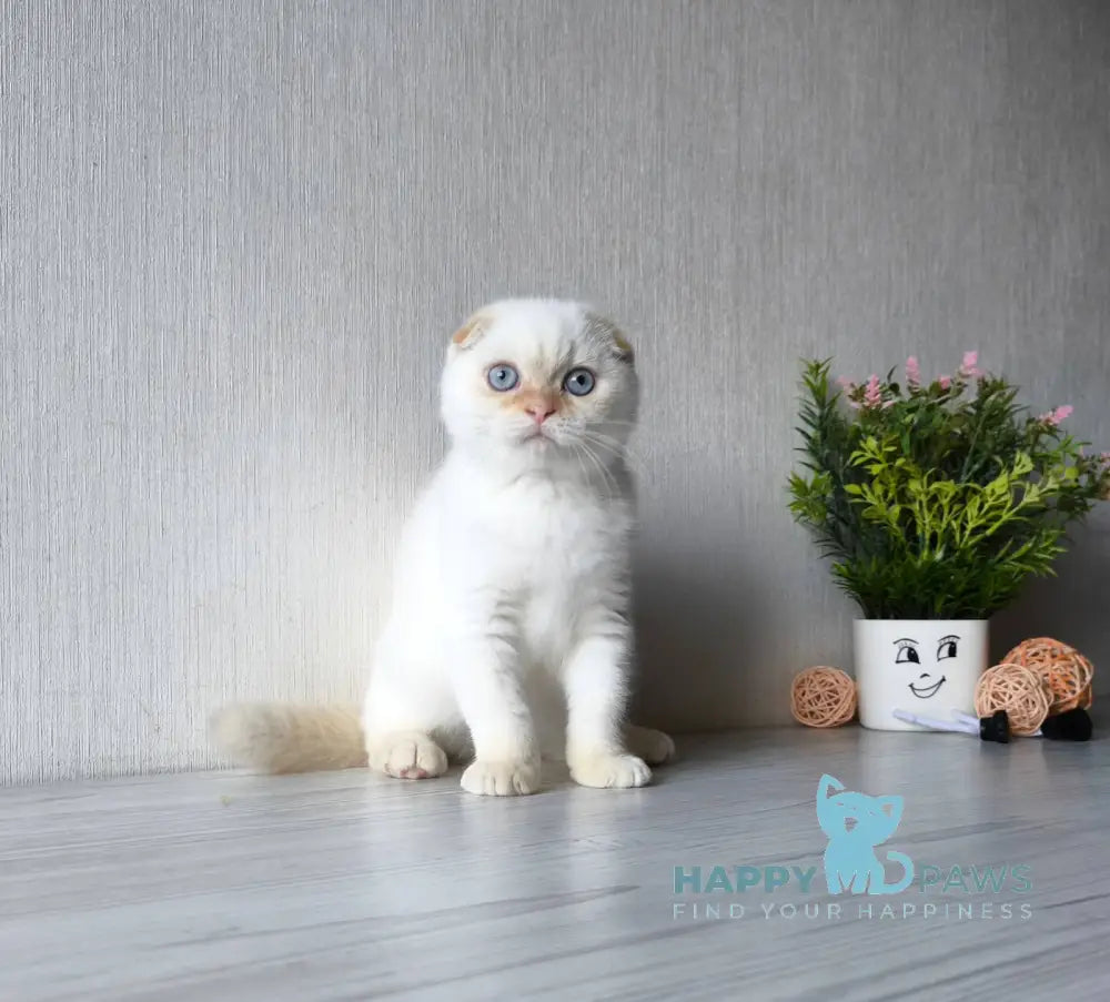 Heart Scottish Fold male red pointed live animals
