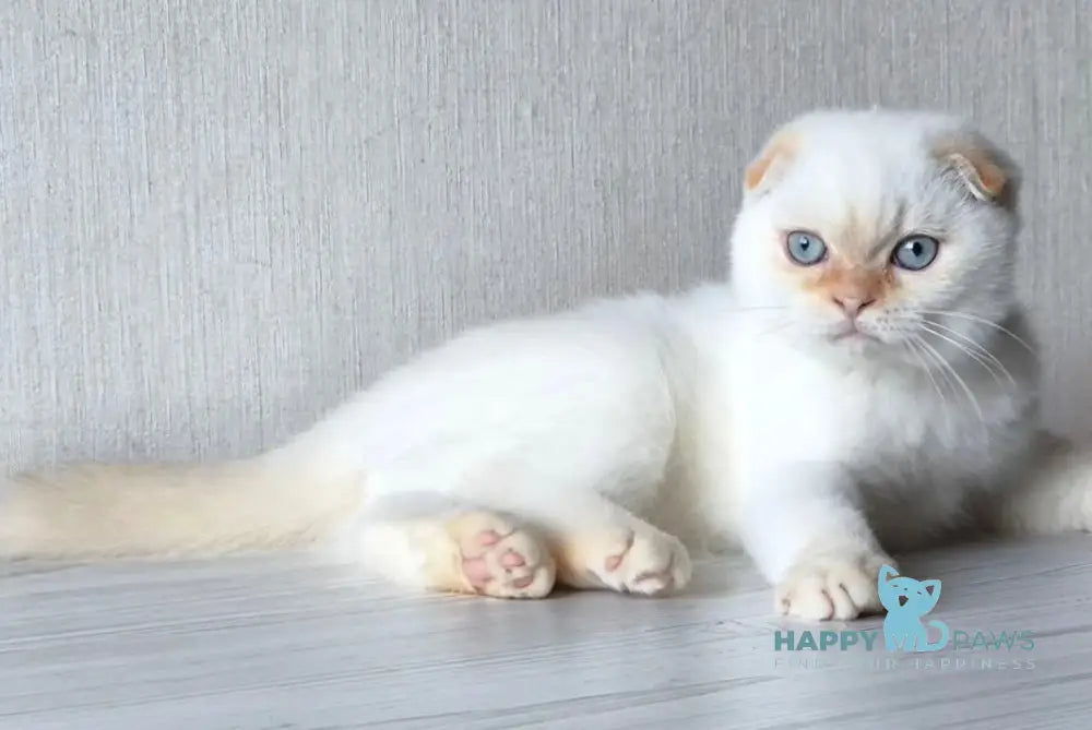 Heart Scottish Fold male red pointed live animals