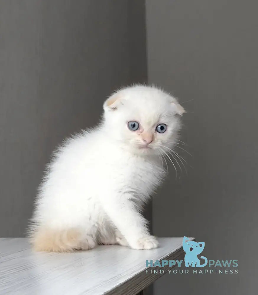 Heart Scottish Fold male red pointed live animals