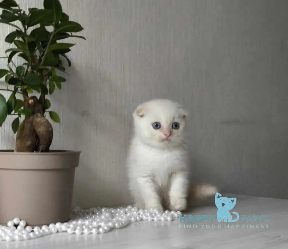 Heart Scottish Fold male red pointed live animals