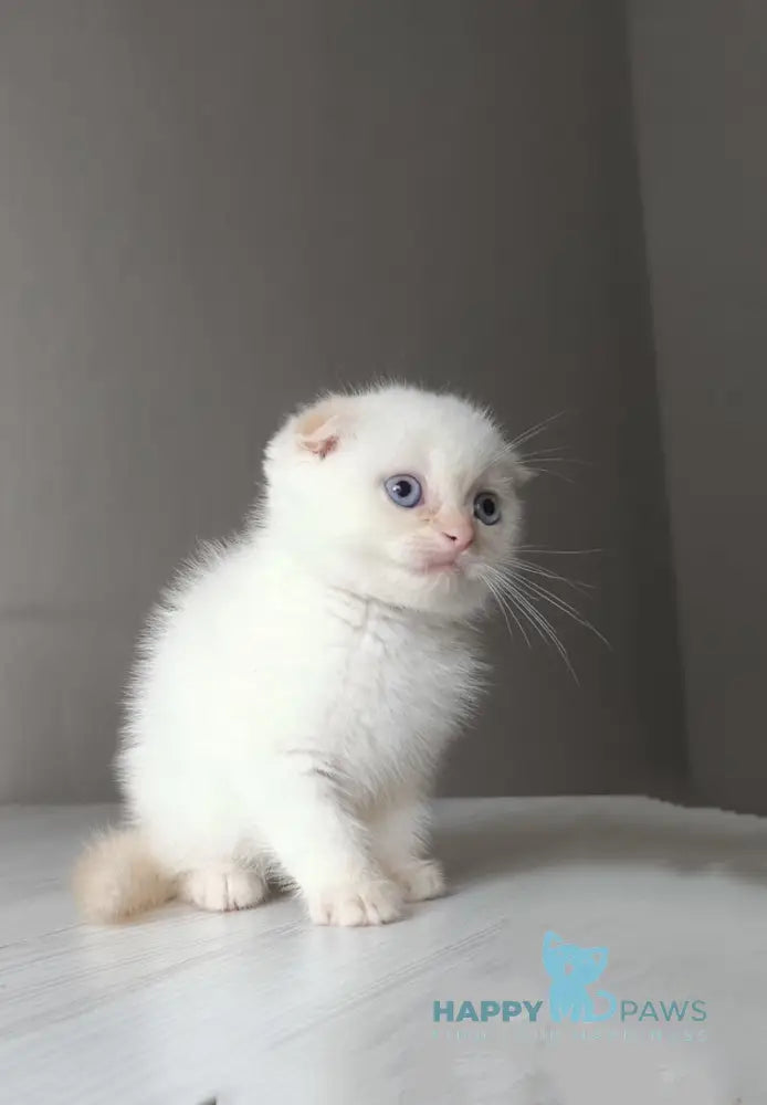 Heart Scottish Fold male red pointed live animals