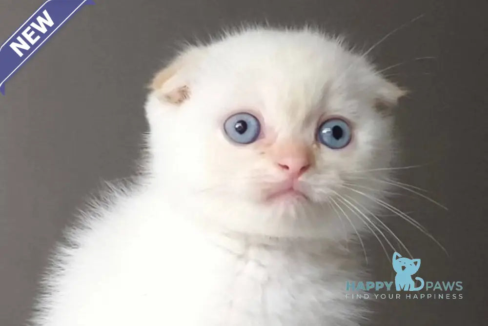 Heart Scottish Fold male red pointed live animals