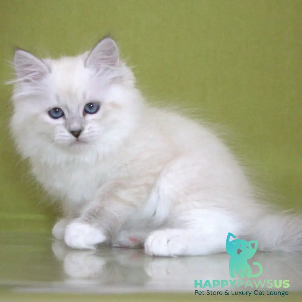 Heather Siberian female black with white tabby pointed - live animals