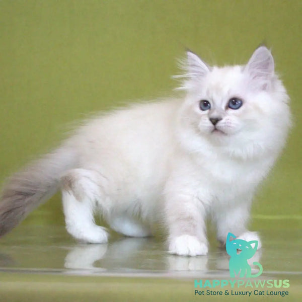 Heather Siberian female black with white tabby pointed - live animals