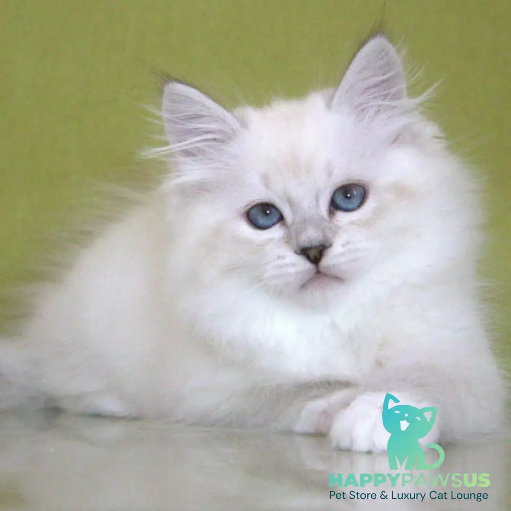 Heather Siberian female black with white tabby pointed - live animals