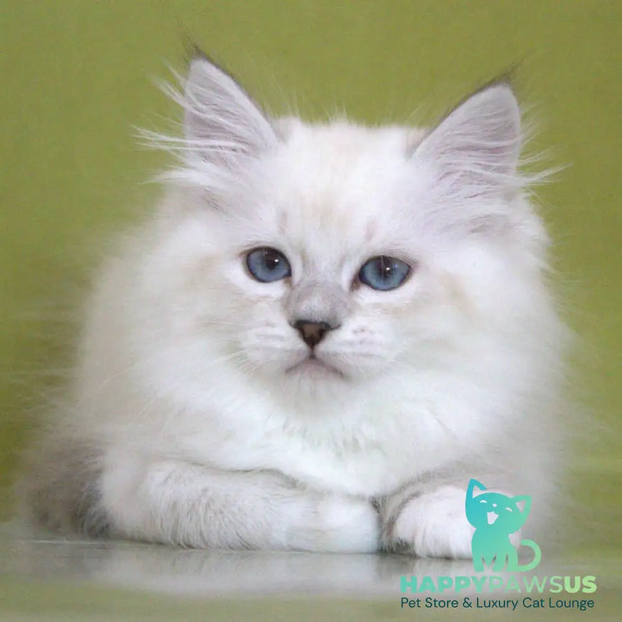 Heather Siberian female black with white tabby pointed - live animals