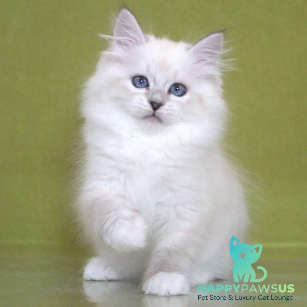 Heather Siberian female black with white tabby pointed - live animals