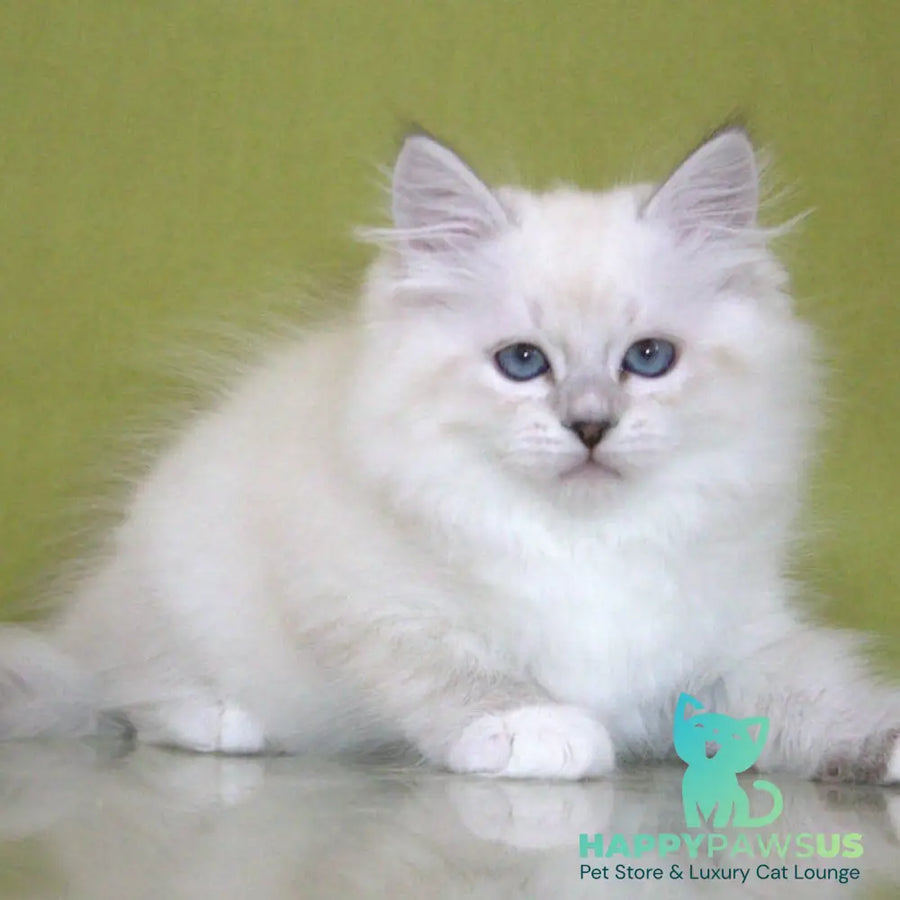 Heather Siberian female black with white tabby pointed - live animals
