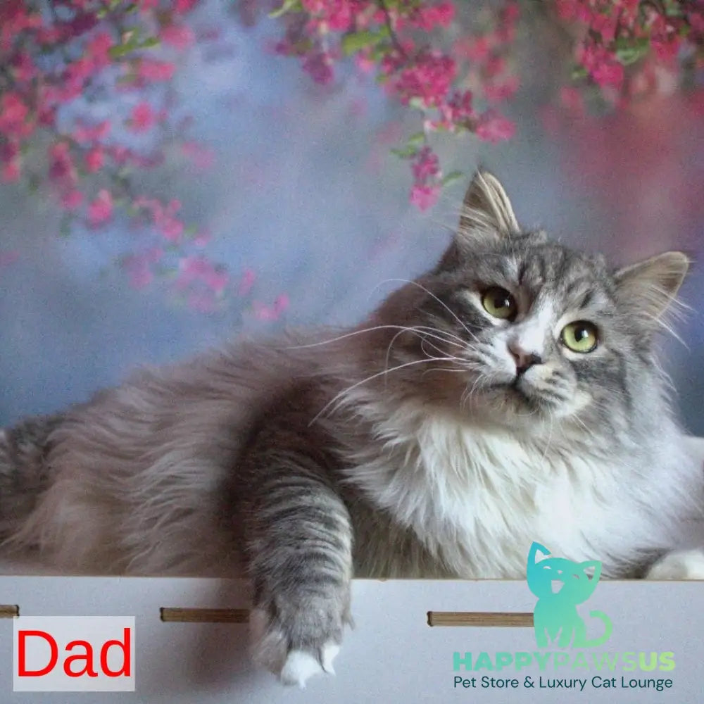 Heather Siberian female black with white tabby pointed - live animals