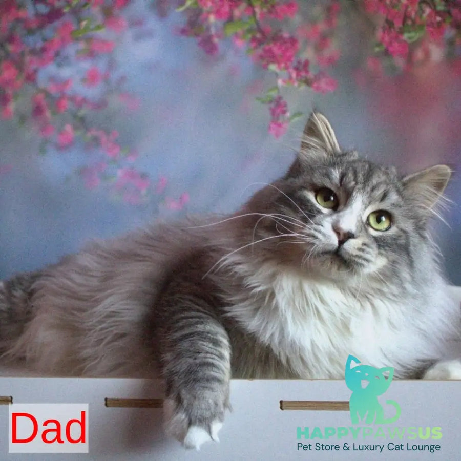 Heather Siberian female black with white tabby pointed - live animals