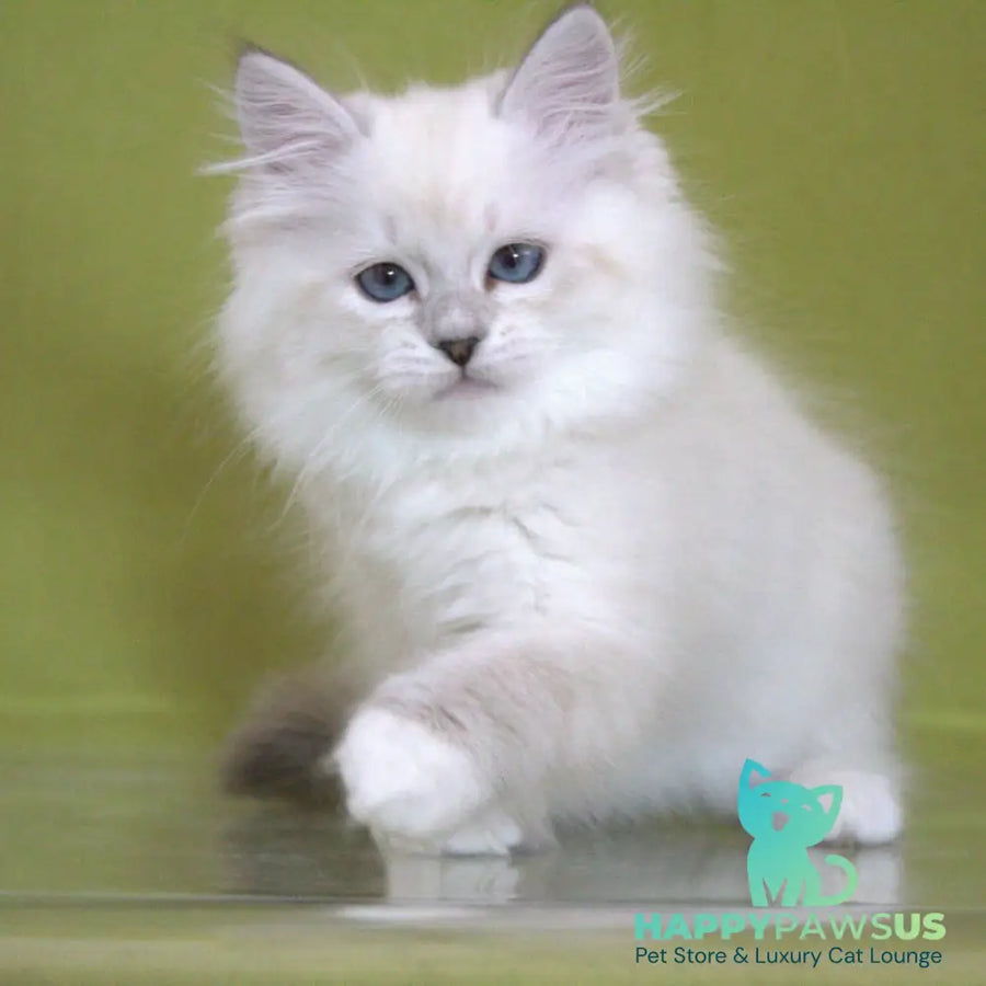 Heather Siberian female black with white tabby pointed - live animals