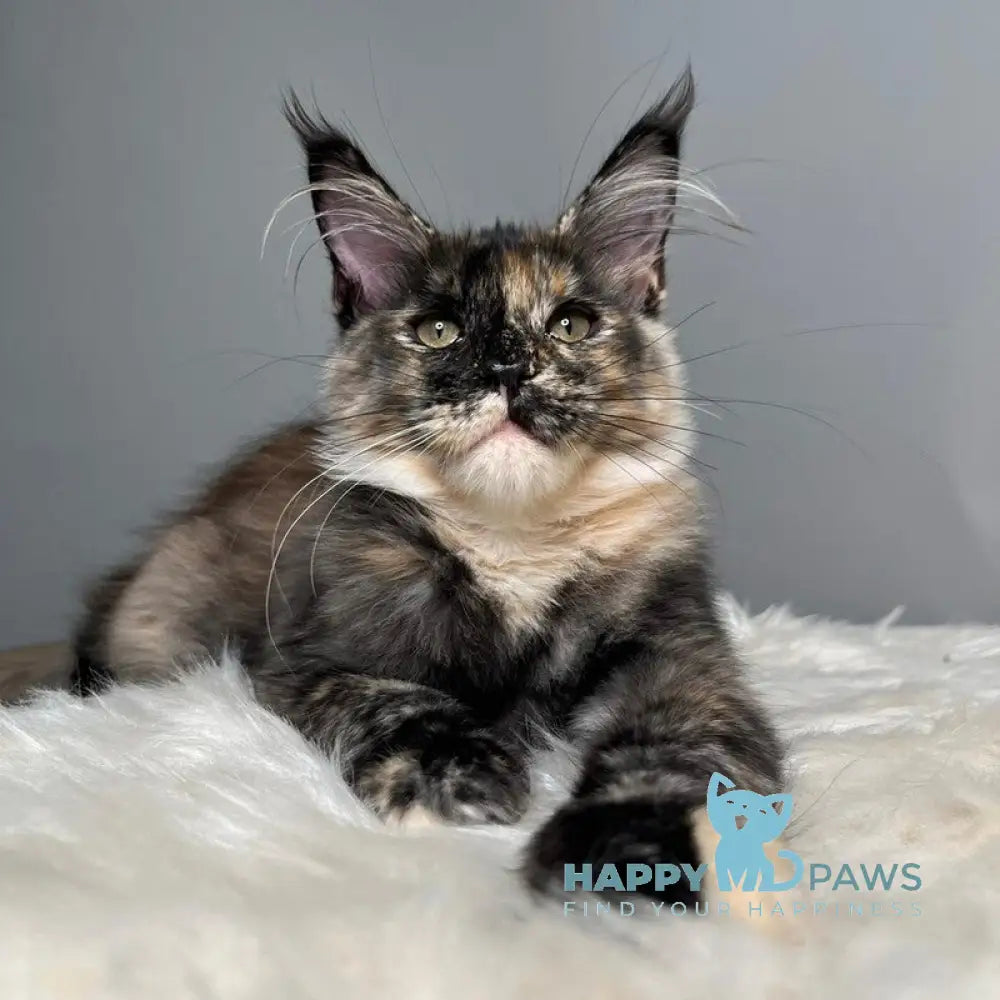 Heavy Rock Baby Maine Coon female black tortie live animals